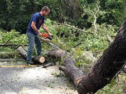 How Our Tree Care Process Works  in Lamar, AR